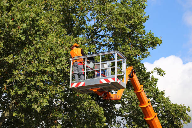 Best Tree Maintenance Programs  in Mechanicsville, VA